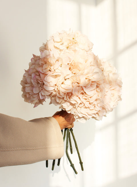 HORTENSIA'S