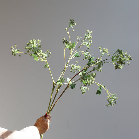 ANGELICA STEMS