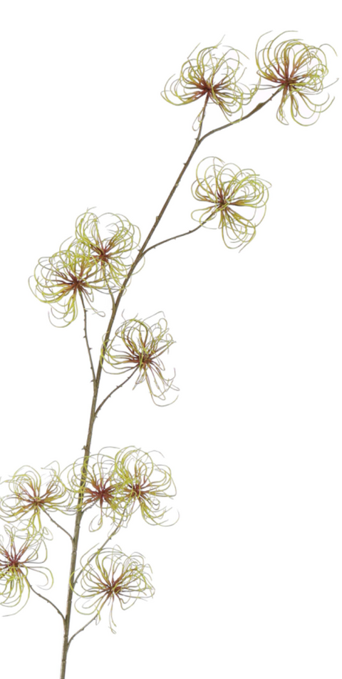 OVERIG-CLEMATIS SEED POD 147CM GREEN