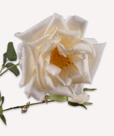 ROOS TAK CREME 75 cm