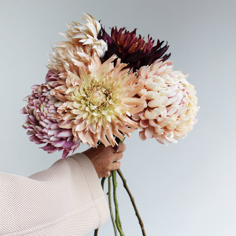 Chrysanthemums - set of 5