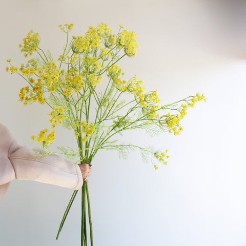 YELLOW DILL