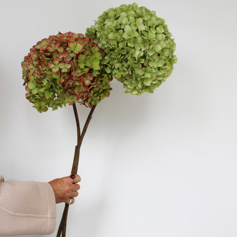 Hydrangea stems – large