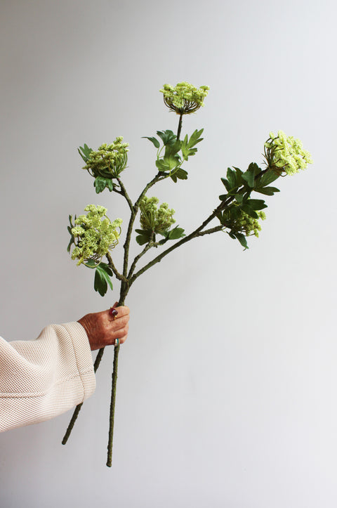 Angelica Stems