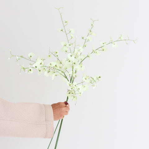 WHITE ORCHIDS