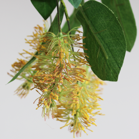 Silky oak branch