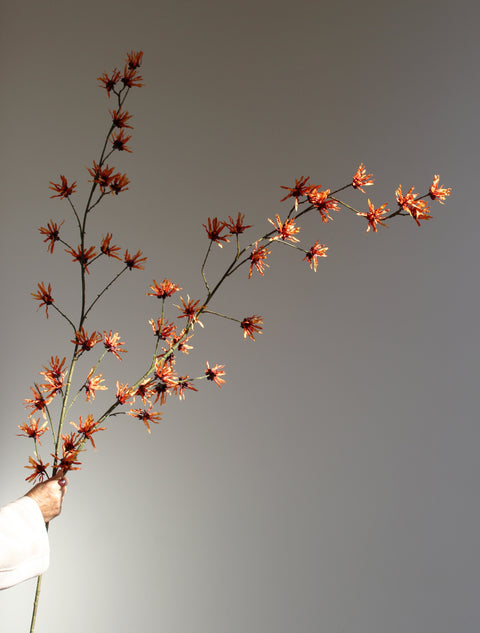 Hamamelis