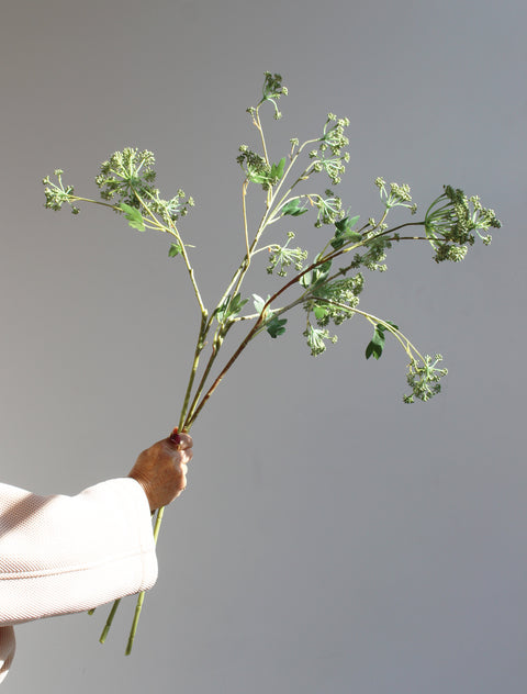 Angelica stems