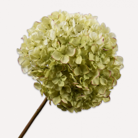 HORTENSIA TAK GRN/ROZ 79 cm