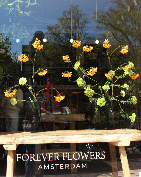 WINDOW 017