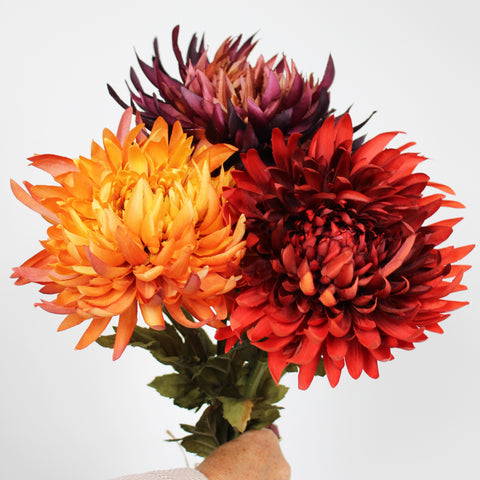 Autumn Chrysanthemums - orange, red & bordeaux