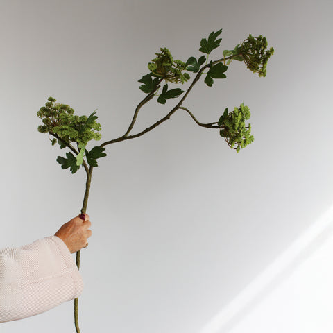 Angelica