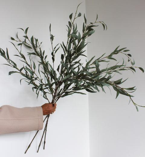 Eucalyptus