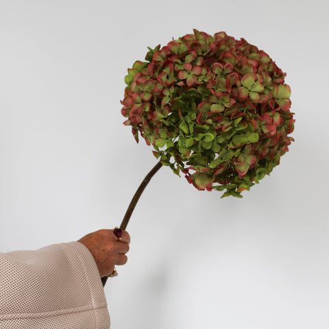 Hydrangea stem L - green/bordeaux