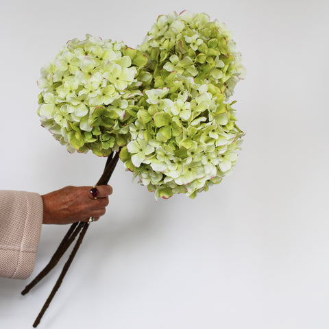 Hydrangea stems – small