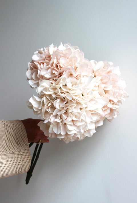 Hortensia's