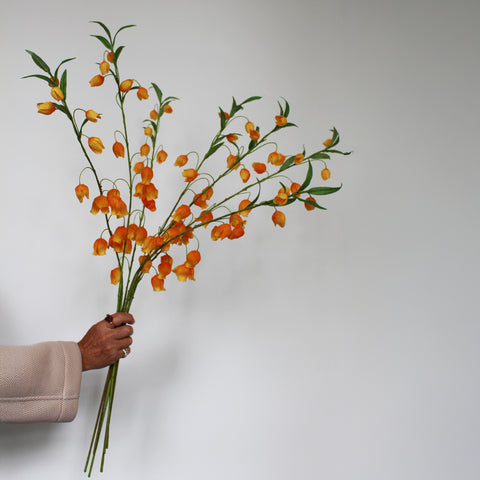 Physalis
