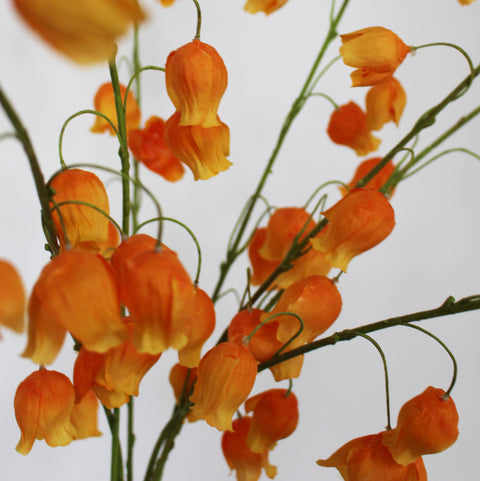 Physalis