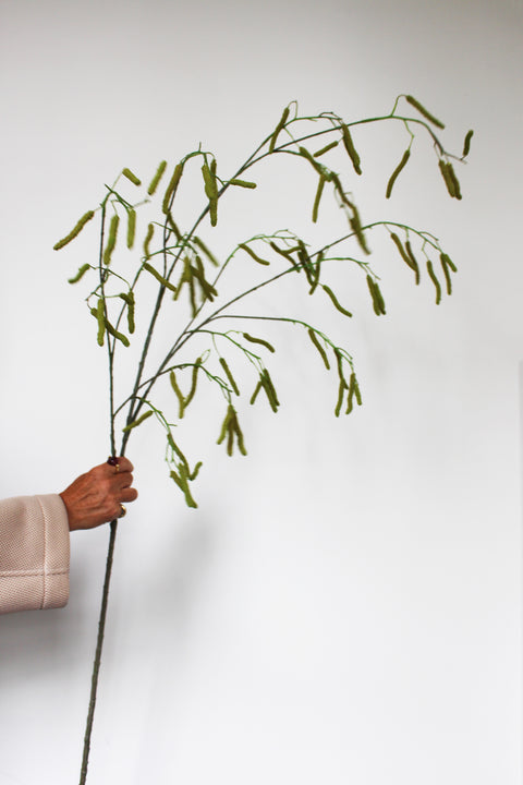 Hazel branch