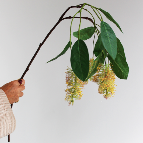 Silky oak branch